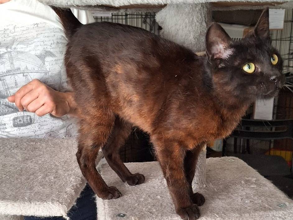Vuoi adottare un gatto a Milano?