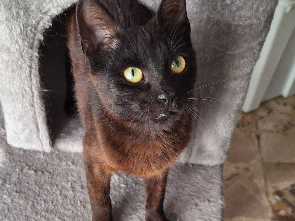 Adotta un gatto, taglia non valida, maschio, Milano