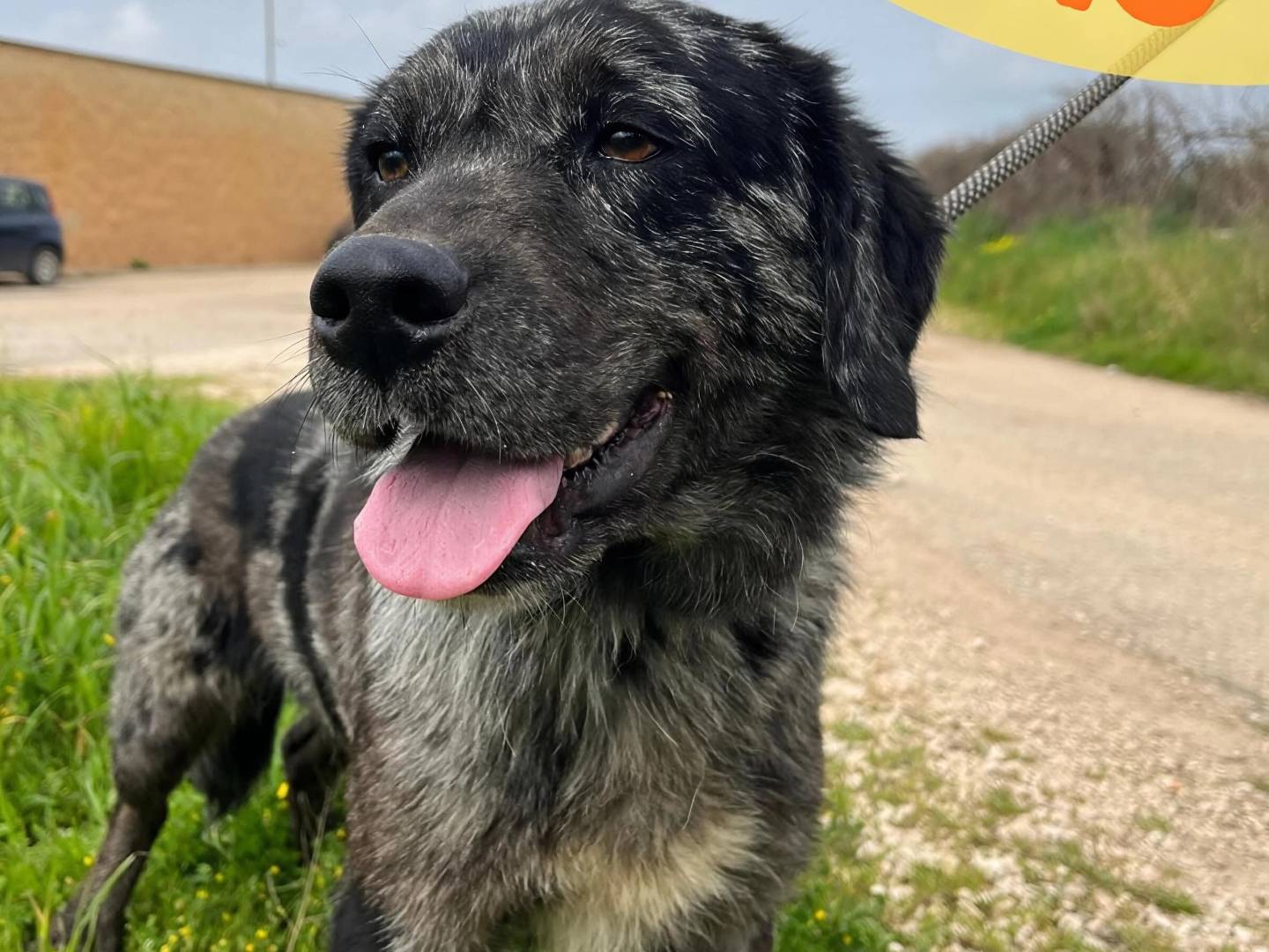 Adotta il cane Sergio  a Bari