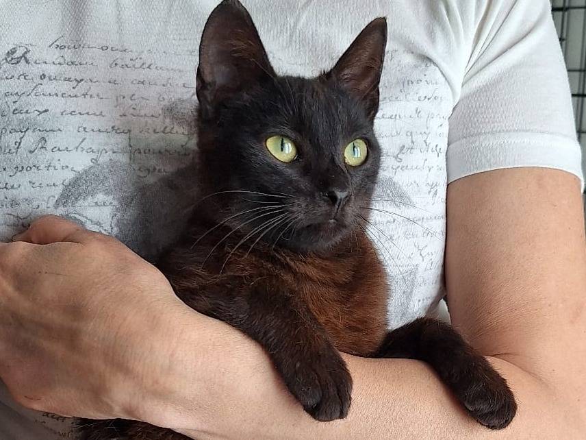 Adozione gatto, maschio, Razza sconosciuta Razza sconosciuta, 6 mesi, taglia non valida, Milano