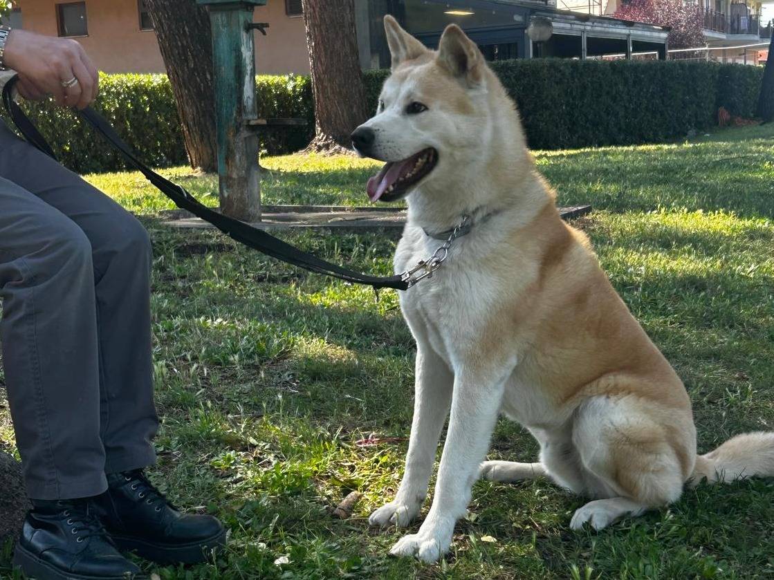 Adozione cane, maschio, Akita Razza sconosciuta, 3 anni, taglia grande, Roma