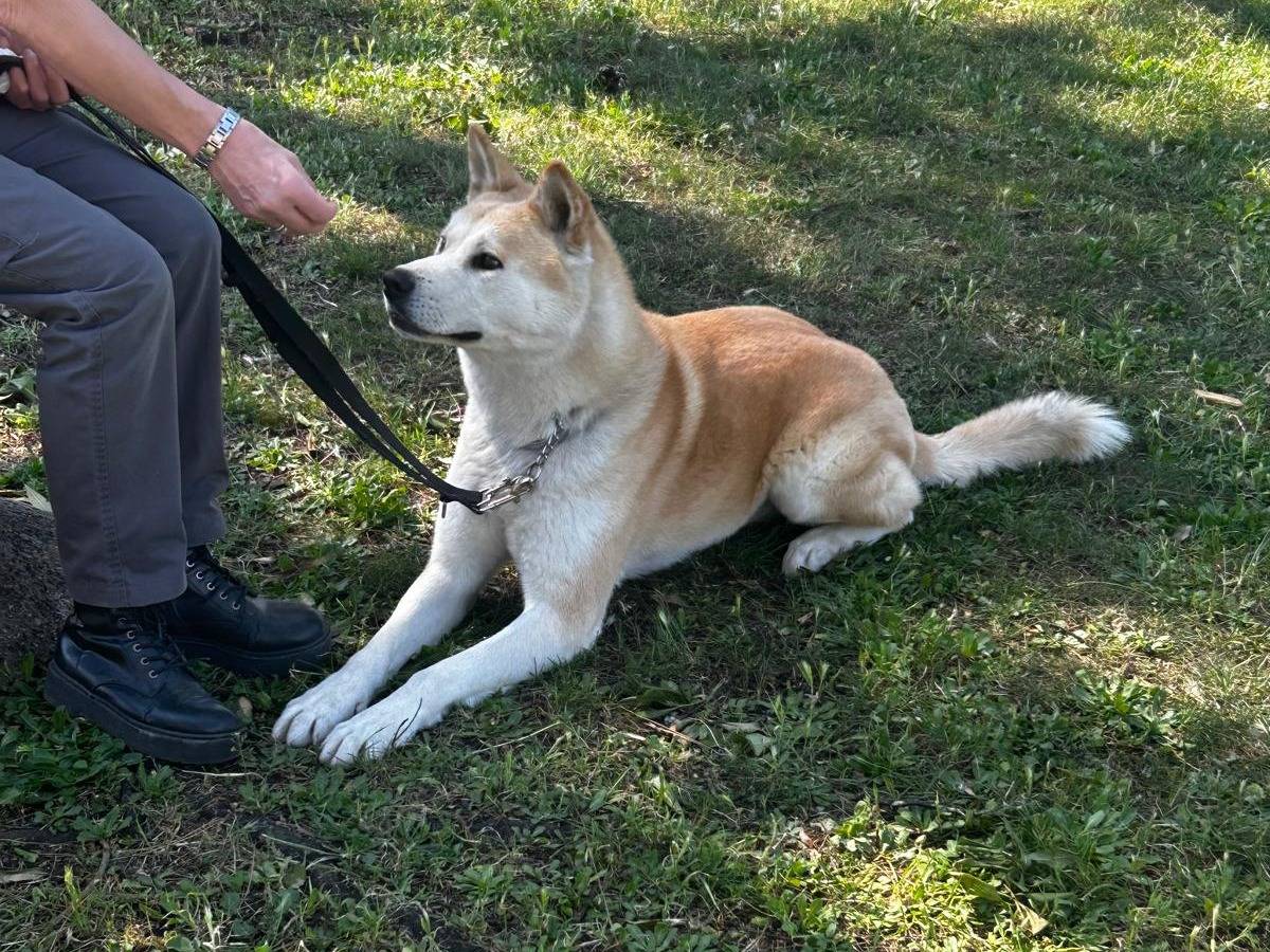 Adotta un cane, maschio, 3 anni, Roma
