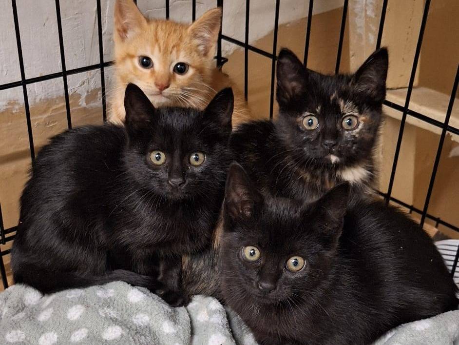 Adotta un gatto, femmina, 2 mesi, Genova