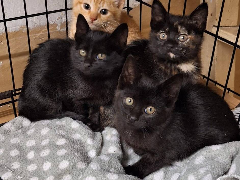 Adotta un gatto, taglia non valida, femmina, Genova