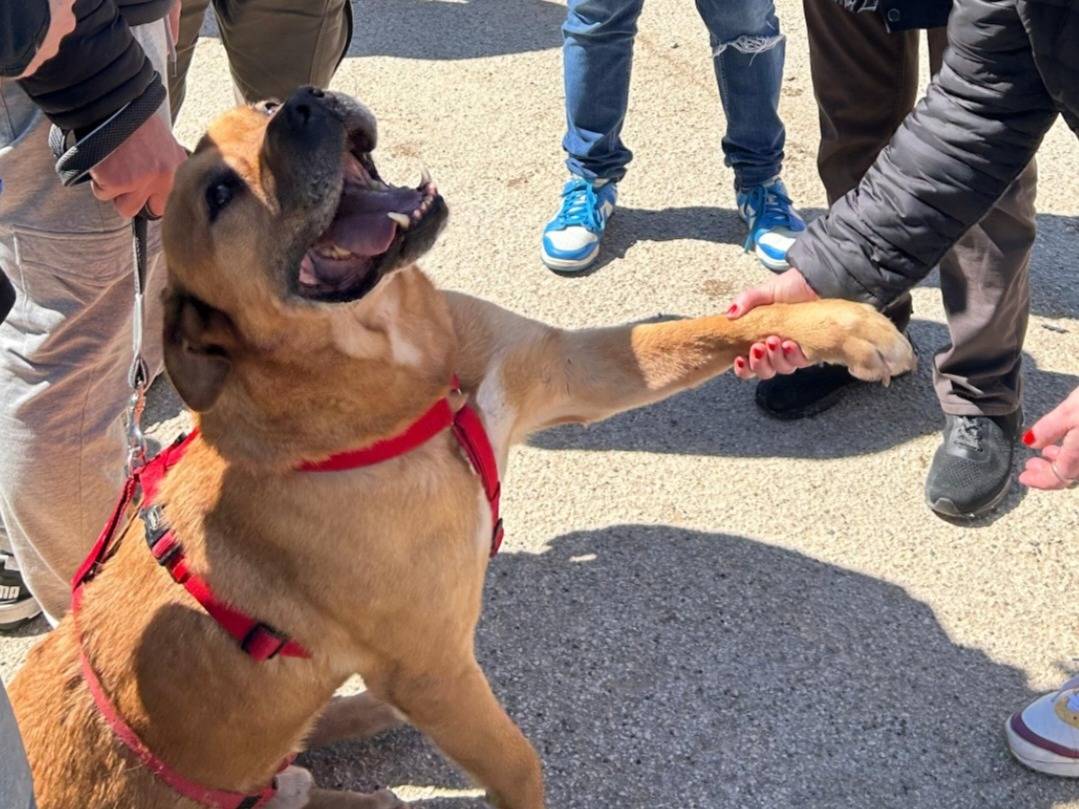 Adozione cane, maschio, Corso Razza sconosciuta, 7 anni, taglia gigante, Bari