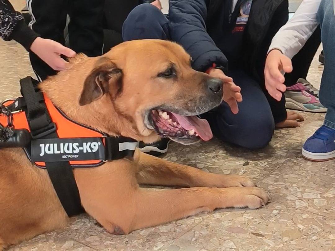 Adotta un cane, maschio, 7 anni, Bari