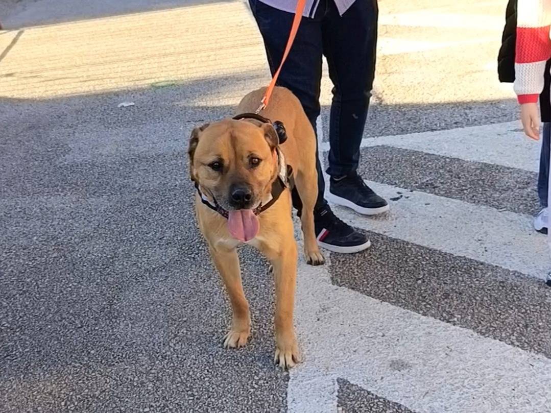 Adotta un cane, taglia gigante, maschio, Bari