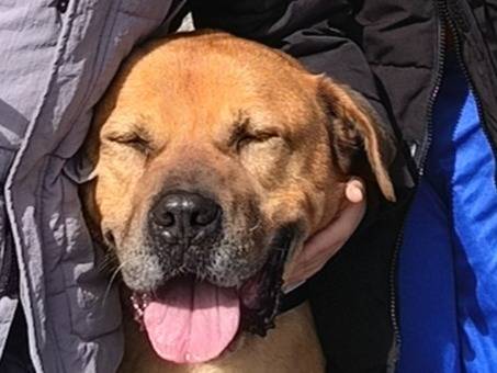 Vuoi adottare un cane a Bari?