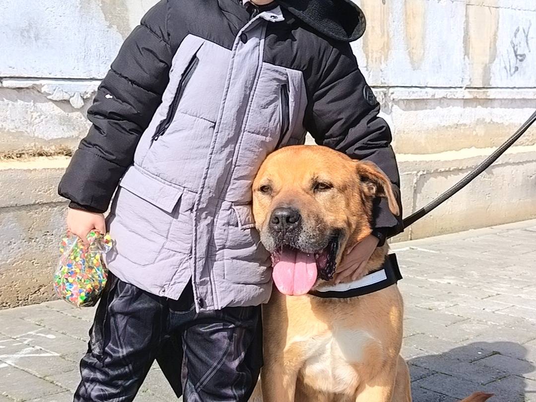 Adotta il cane Pippo a Bari