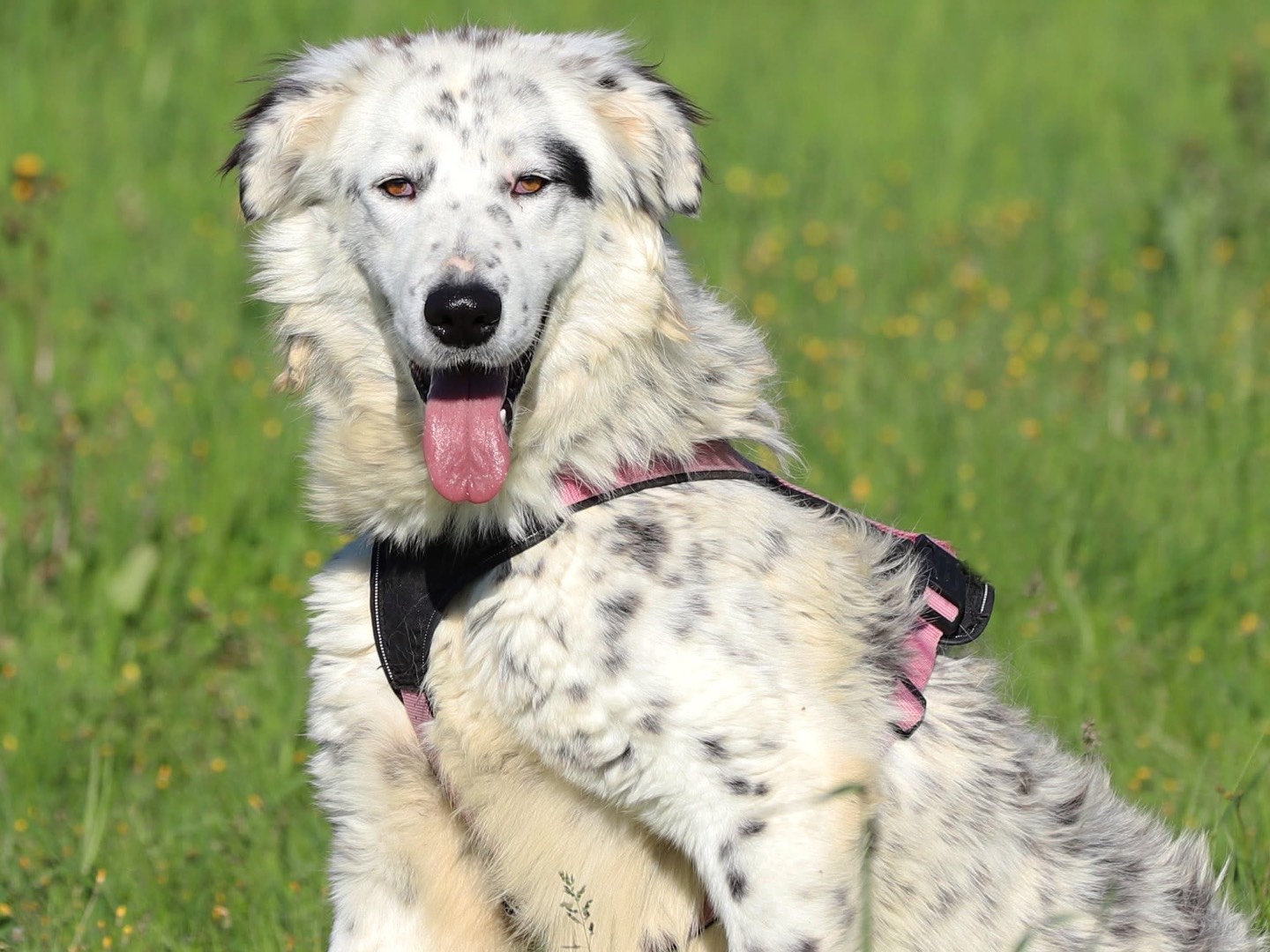 Adotta un cane, maschio, 2 anni, Bari