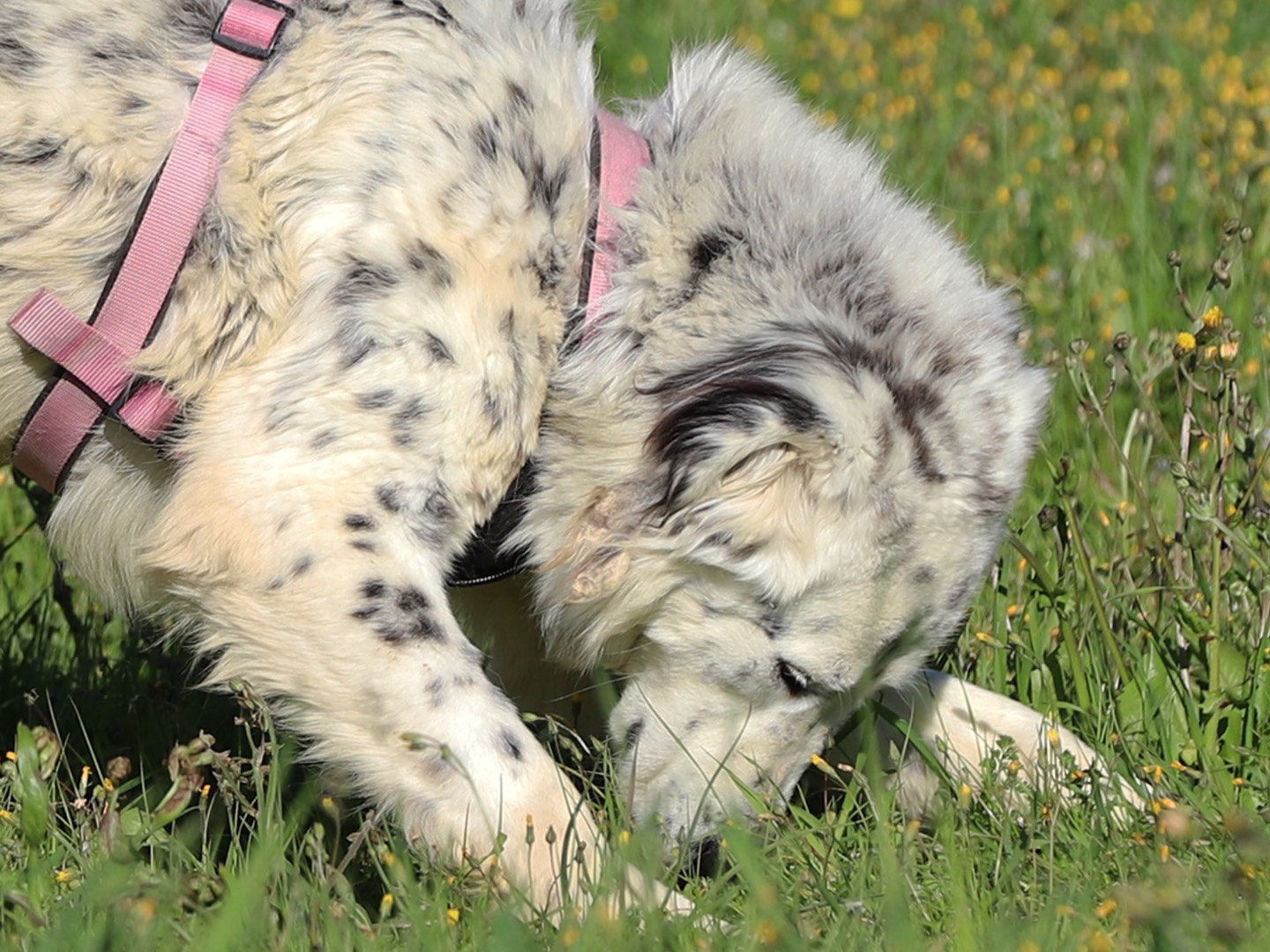 Adotta un cane, taglia media, maschio, Bari