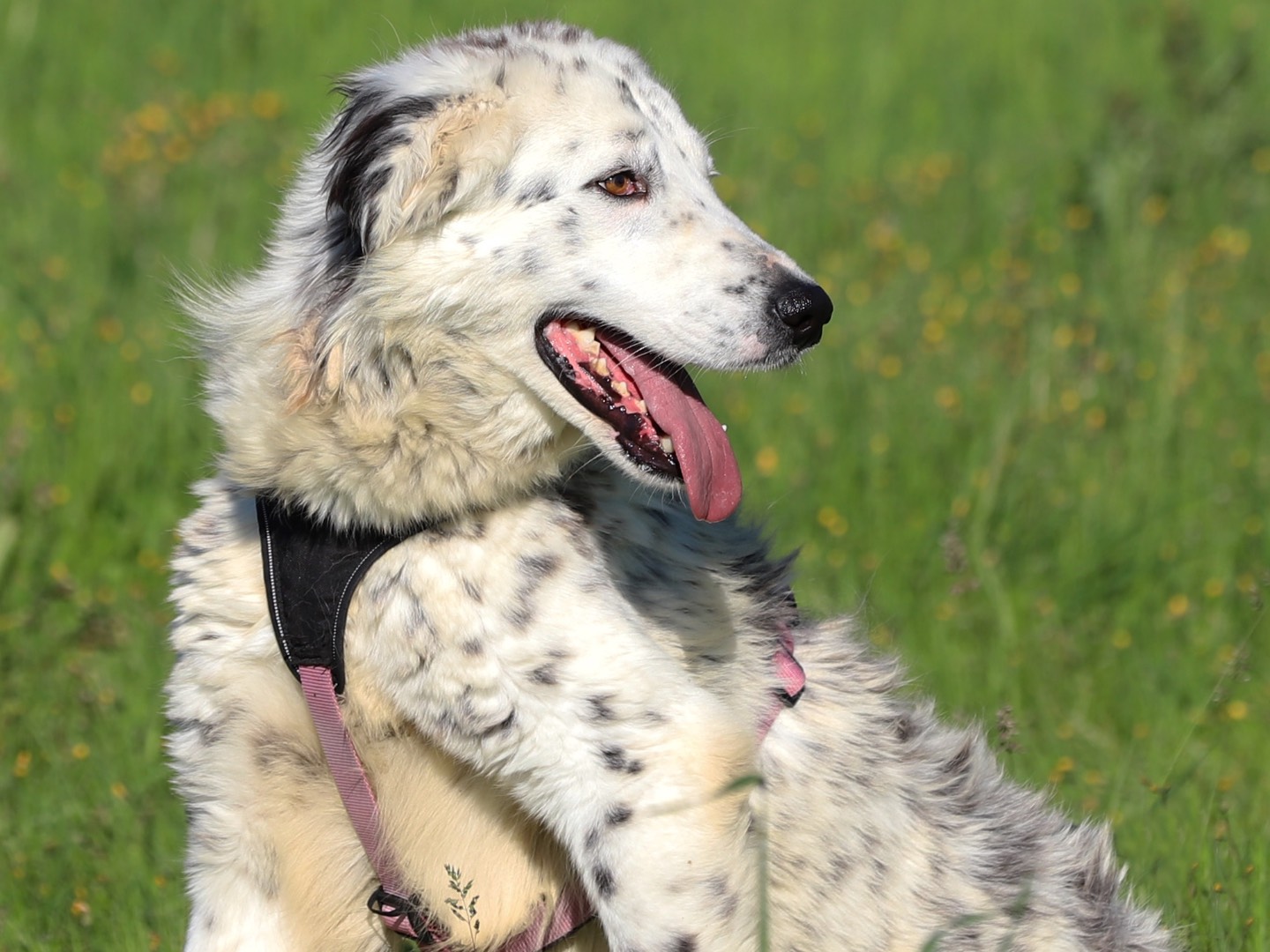 Vuoi adottare un cane a Bari?