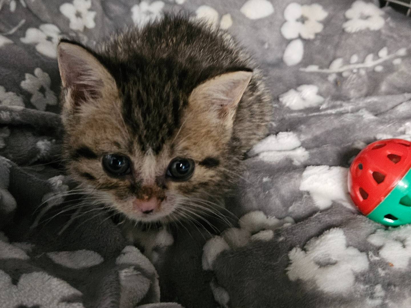 Adozione gatto, maschio, Razza sconosciuta Razza sconosciuta, 1 mesi, taglia non valida, Milano
