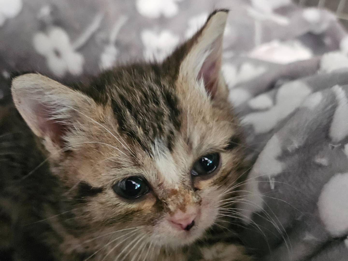 Adotta un gatto, maschio, 1 mesi, Milano
