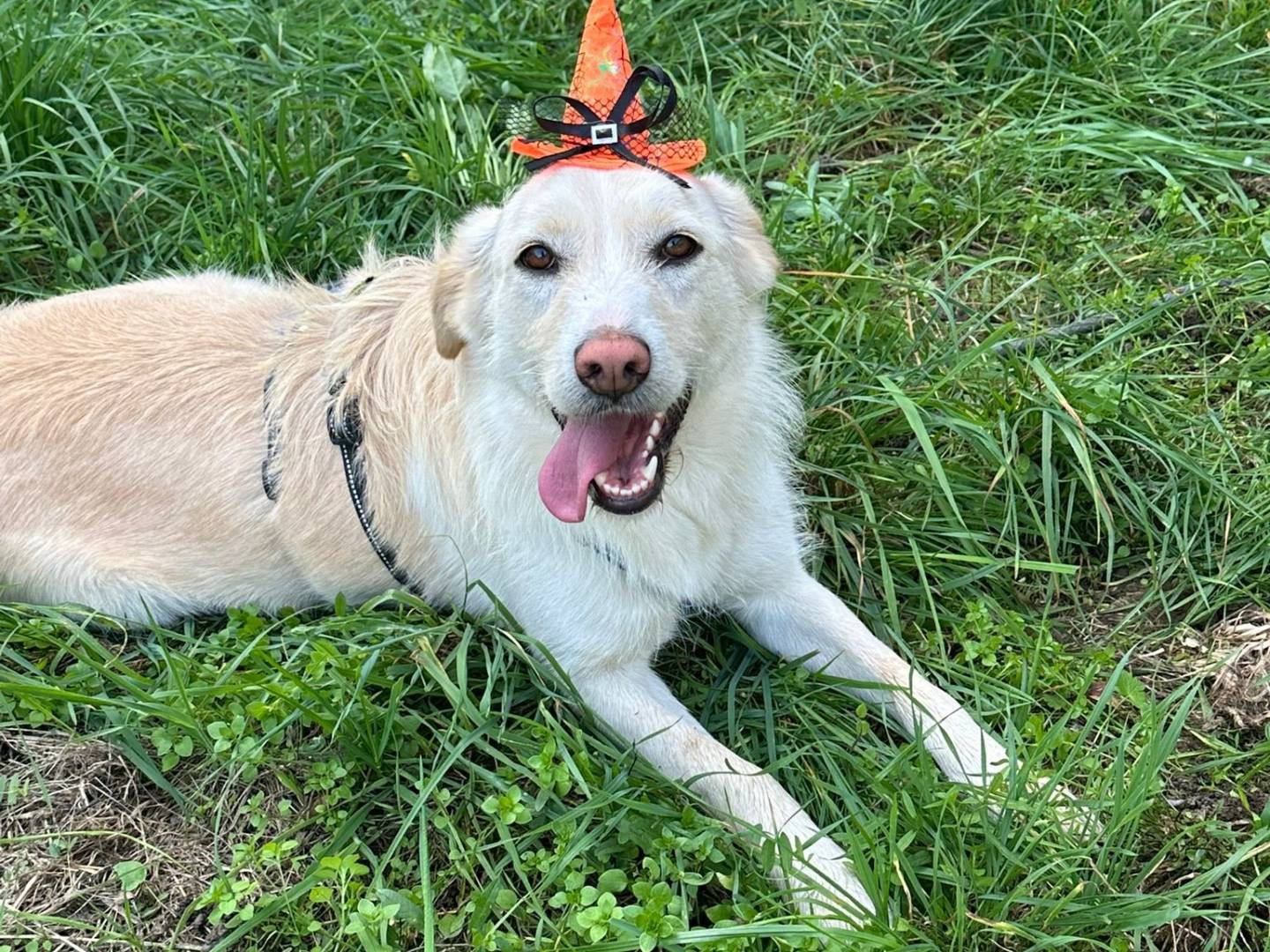 Adozione cane, femmina, Razza sconosciuta Razza sconosciuta, 4 anni e 11 mesi, taglia media, Como