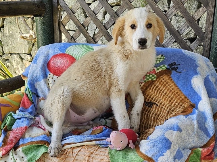 Adozione cane, femmina, Razza sconosciuta Razza sconosciuta, 4 mesi, taglia media, Siracusa