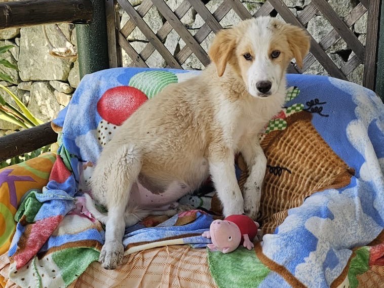 Adotta un cane, femmina, 4 mesi, Siracusa