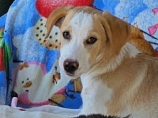 Adotta un cane, taglia media, femmina, Siracusa