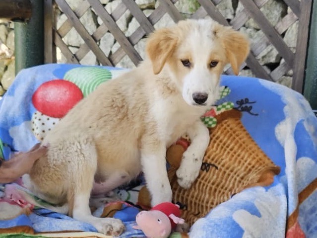 Vuoi adottare un cane a Siracusa?