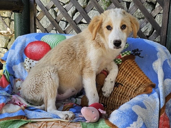 Adotta il cane Tosca a Siracusa