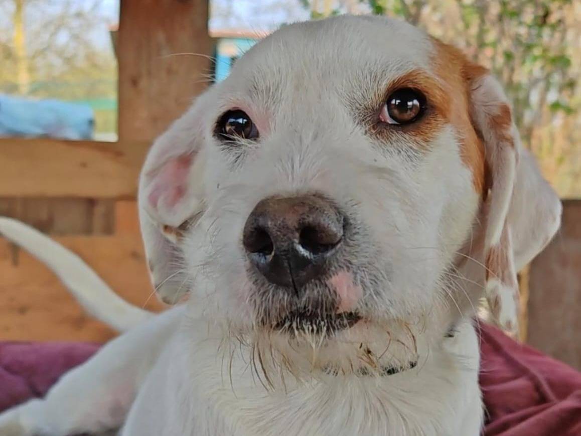 Adozione cane, maschio, Razza sconosciuta Razza sconosciuta, 6 mesi, taglia piccola, Como