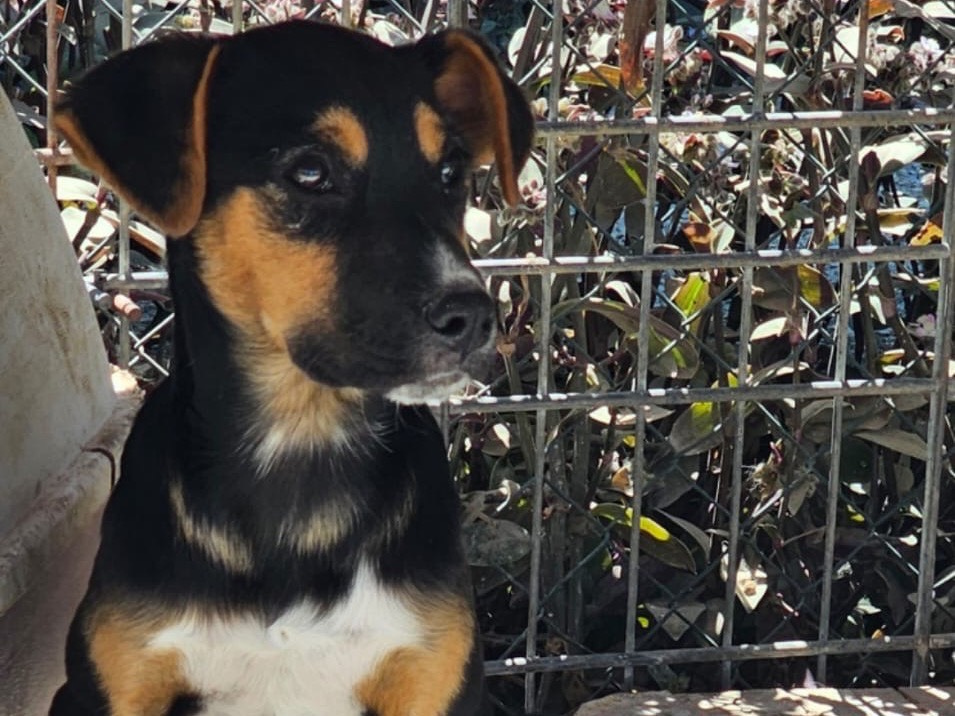 Vuoi adottare un cane a Siracusa?