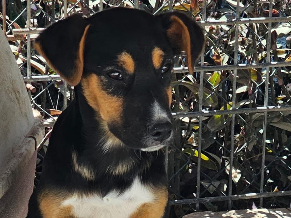 Adotta il cane Bowie a Siracusa