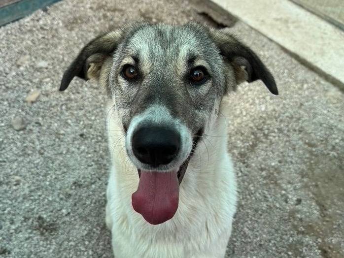 Adozione cane, femmina, Razza sconosciuta Razza sconosciuta, 2 anni e 4 mesi, taglia grande, Salerno