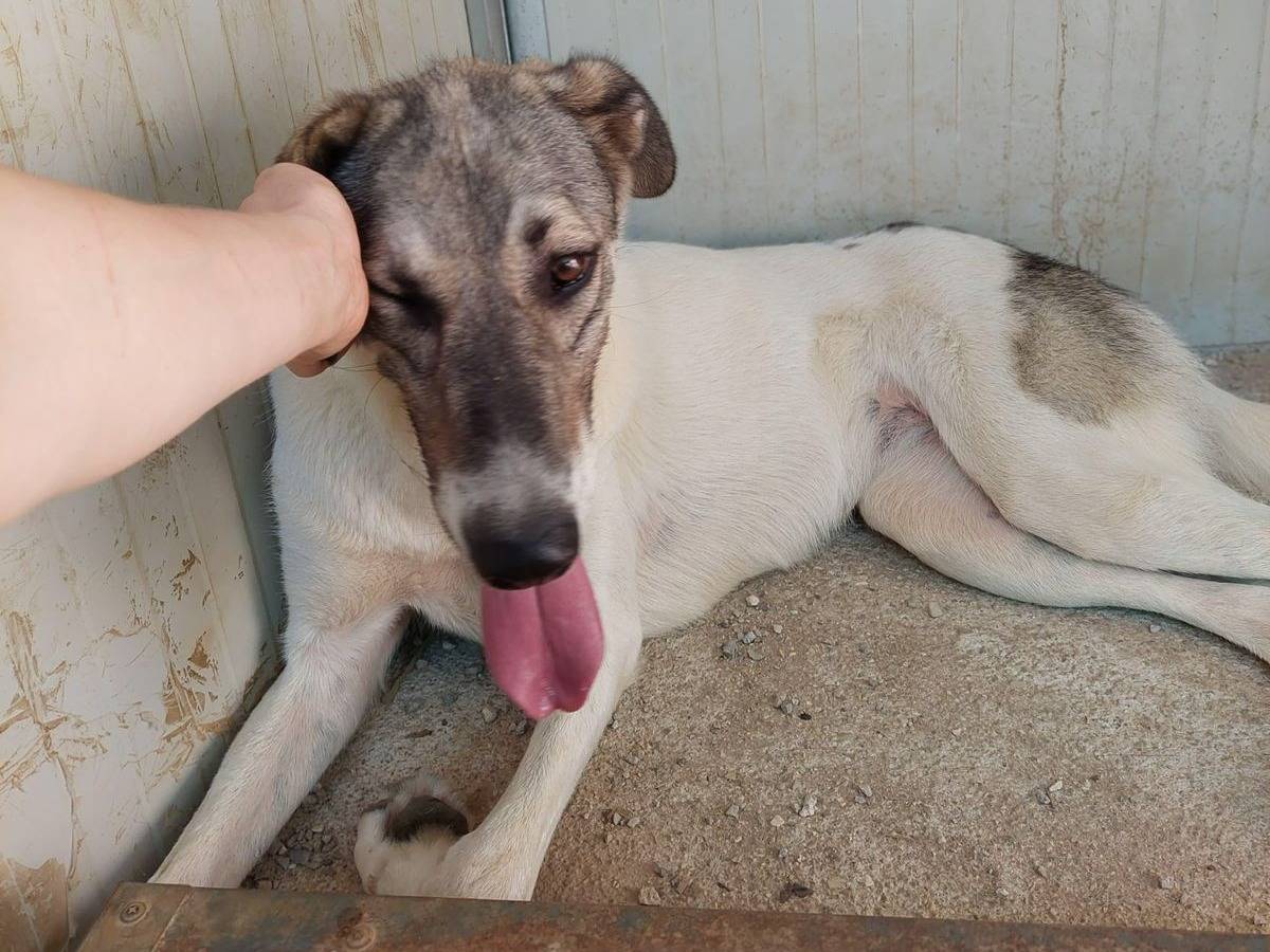 Adotta un cane, femmina, 2 anni e 4 mesi, Salerno