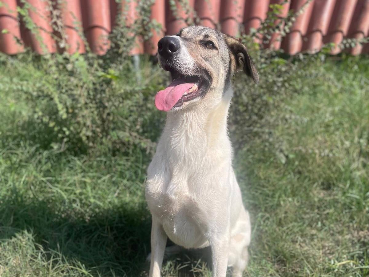 Adotta un cane, taglia grande, femmina, Salerno