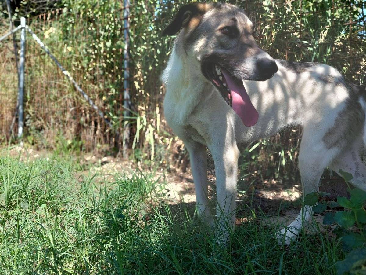 Vuoi adottare un cane a Salerno?