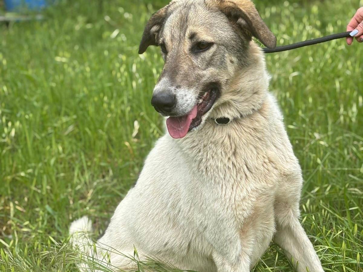 Adotta il cane MAYA a Salerno