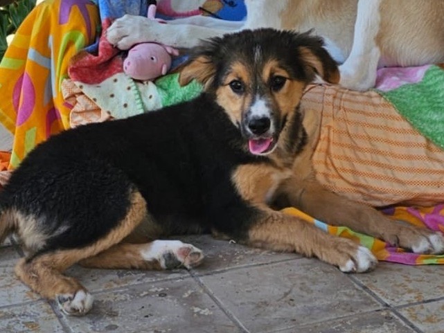 Foto 3 dell'animale