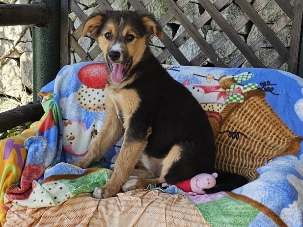 Vuoi adottare un cane a Siracusa?