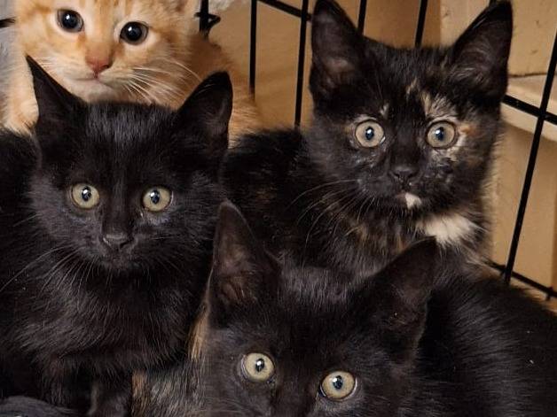 Adozione gatto, femmina, Razza sconosciuta Razza sconosciuta, 2 mesi, taglia non valida, Genova