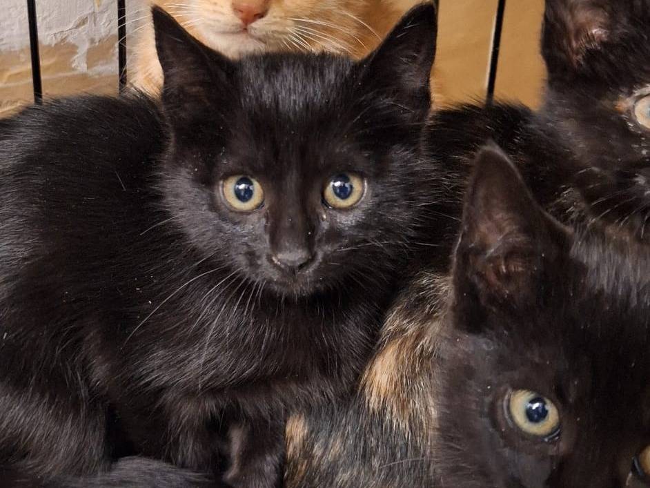 Vuoi adottare un gatto a Genova?