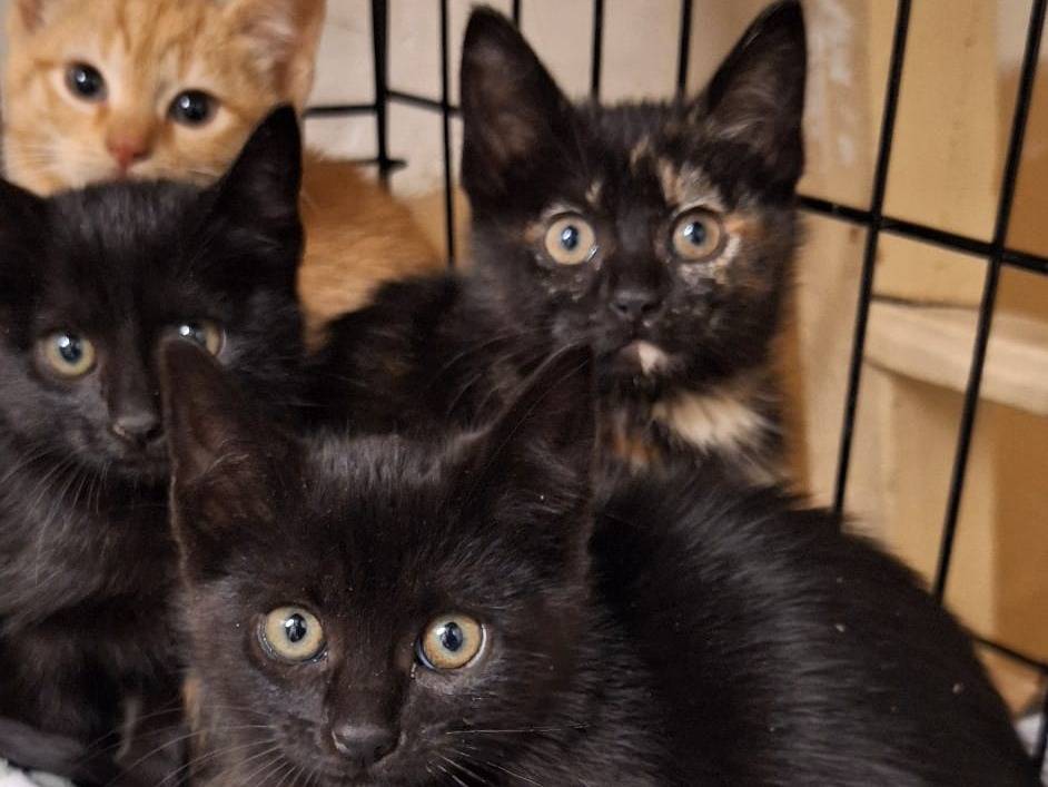 Adotta il gatto Tortilla e Tequila  a Genova