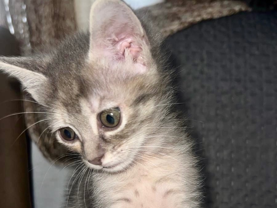 Adotta il gatto Nina a Chieti