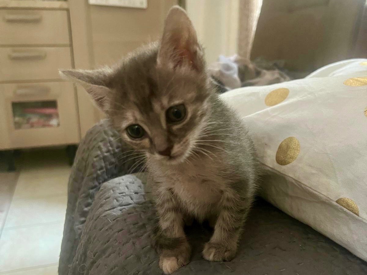 Adotta un gatto, taglia non valida, femmina, Chieti