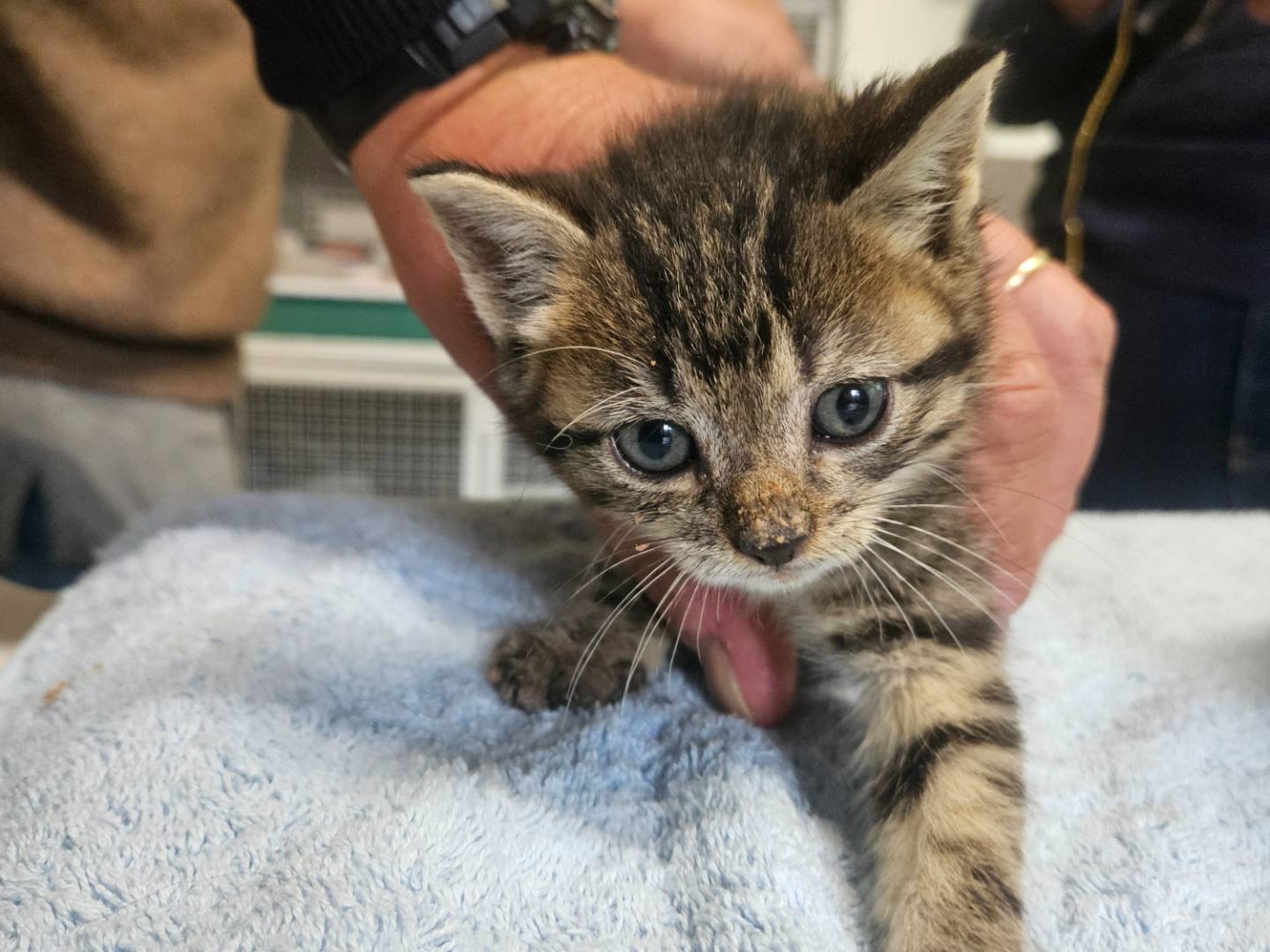 Adotta un gatto, maschio, 1 mesi, Milano