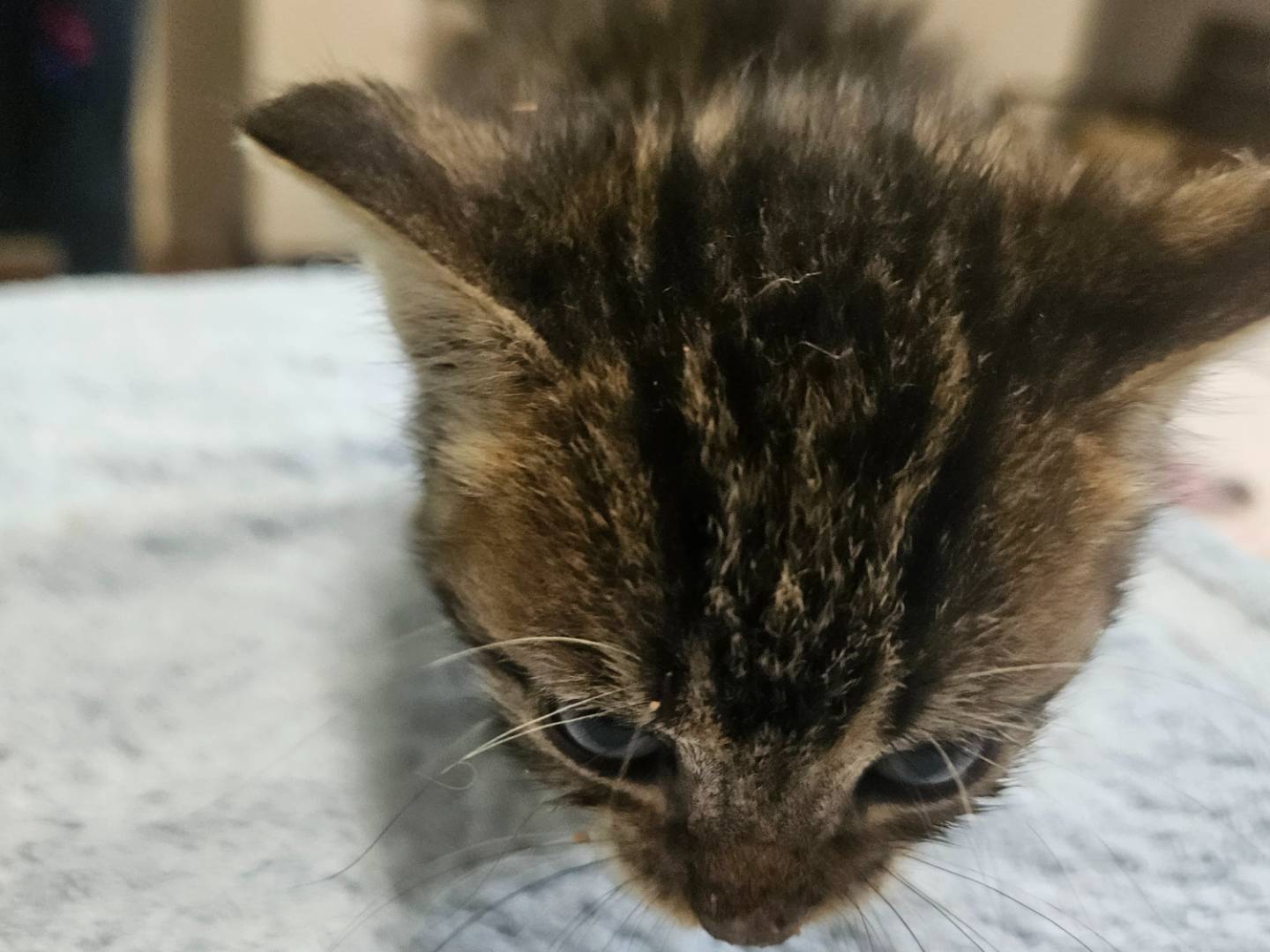 Adotta un gatto, taglia non valida, maschio, Milano