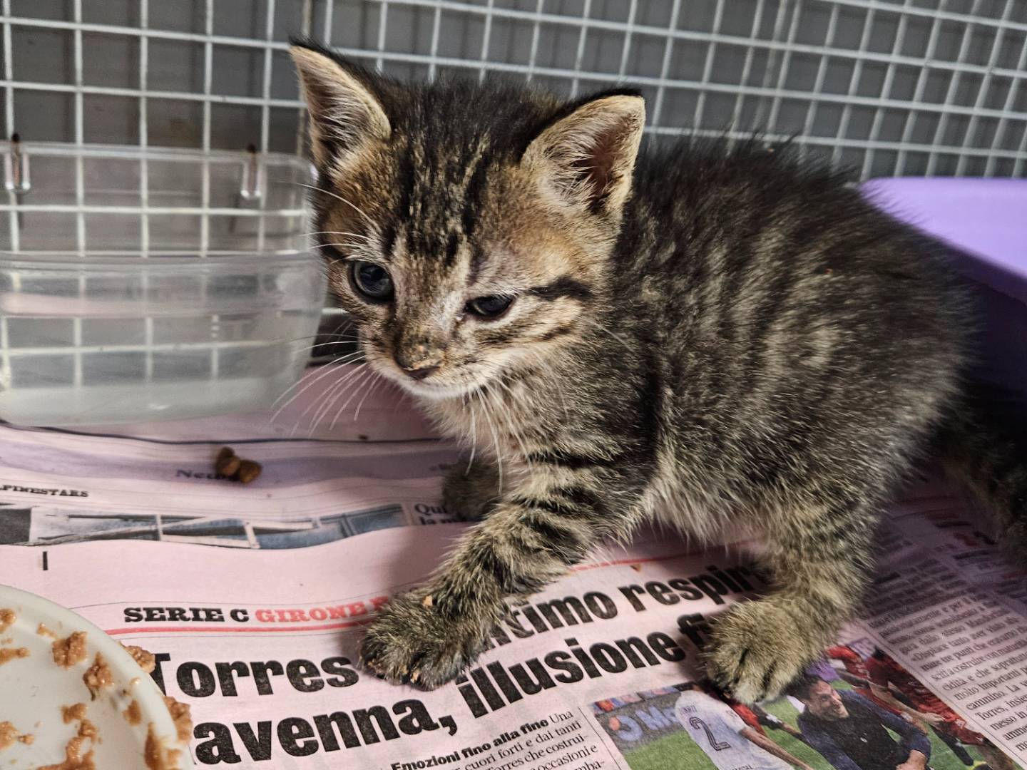 Adozione gatto, maschio, Razza sconosciuta Razza sconosciuta, 1 mesi, taglia non valida, Milano