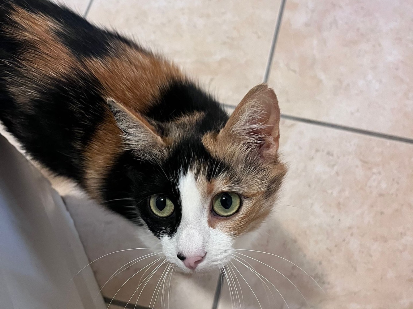 Adozione gatto, femmina, Razza sconosciuta Razza sconosciuta, 2 anni e 5 mesi, taglia non valida, Teramo