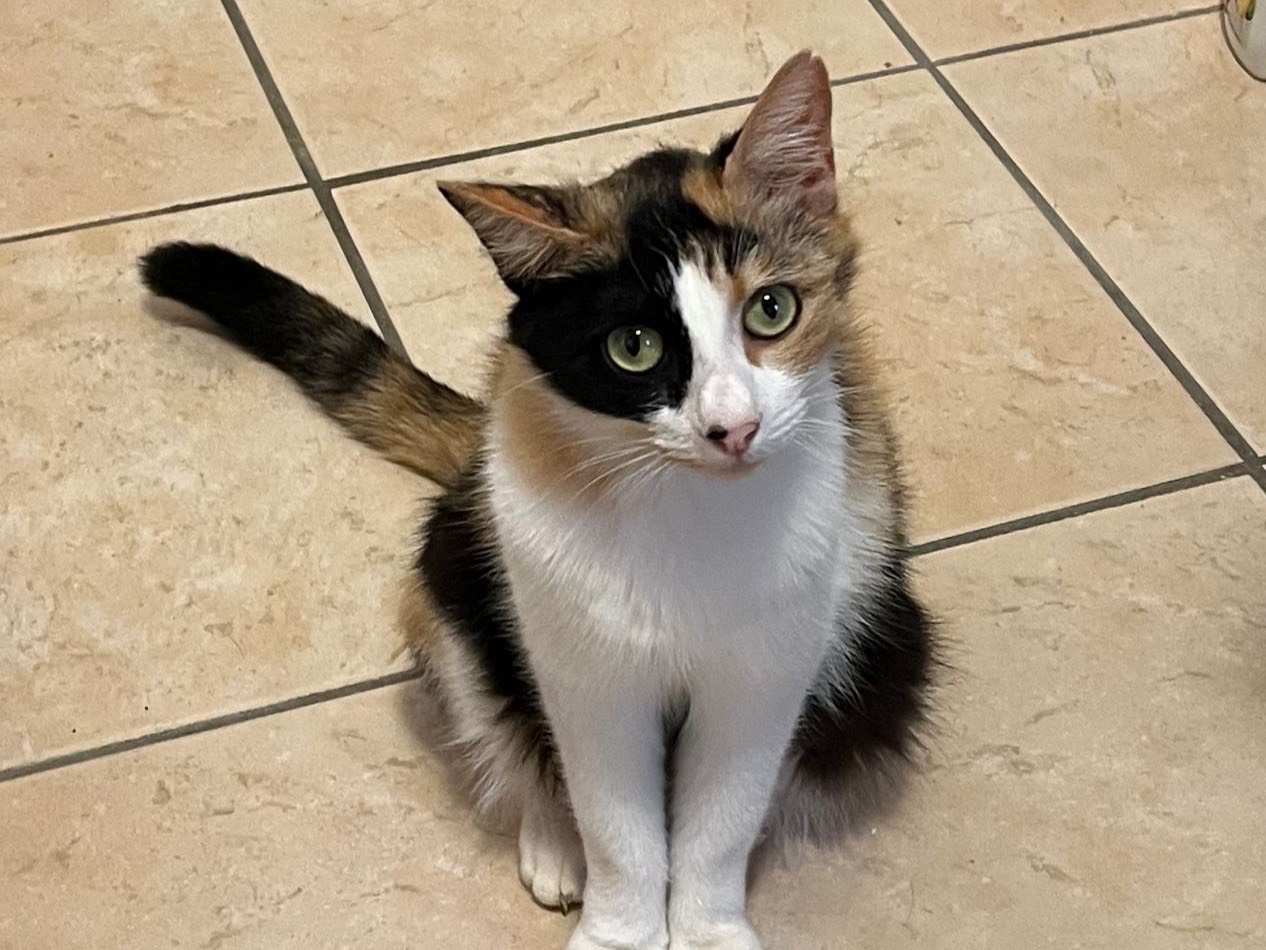 Adotta un gatto, femmina, 2 anni e 5 mesi, Teramo