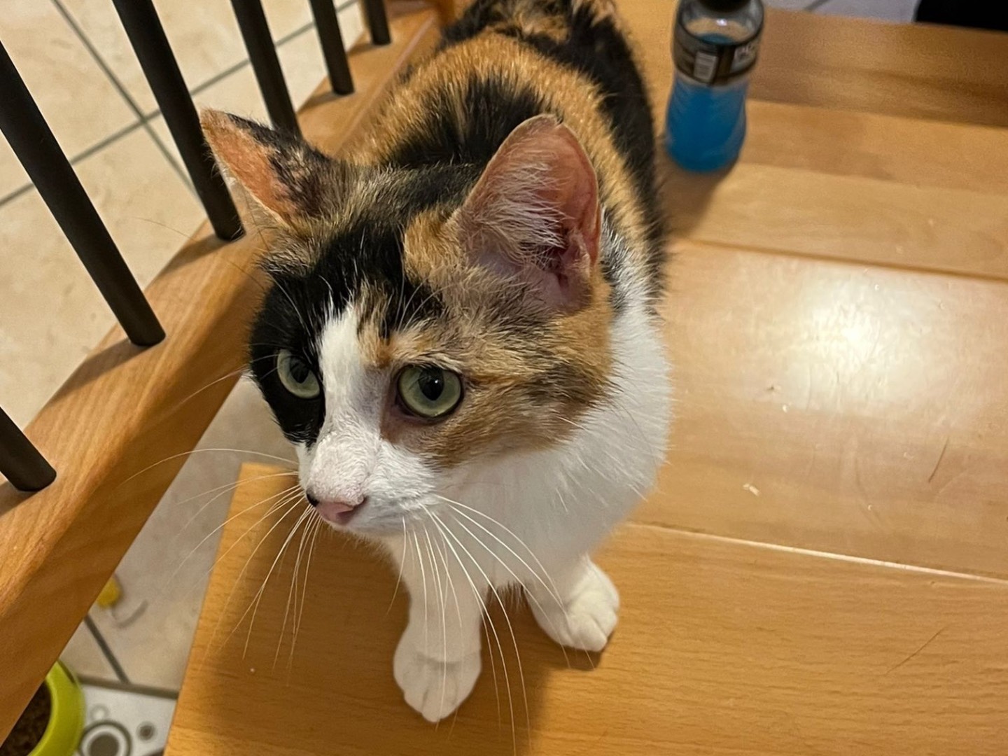 Adotta un gatto, taglia non valida, femmina, Teramo