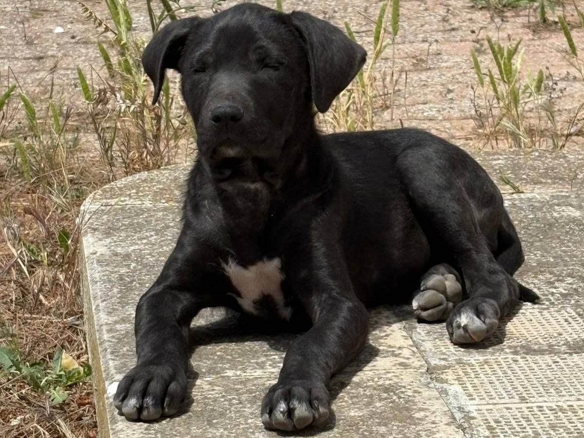 Adotta il cane Margherita Hack  a Siracusa