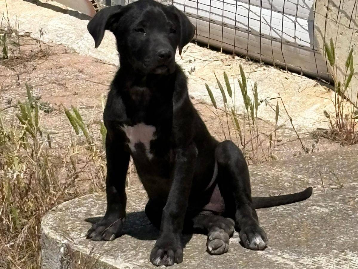 Vuoi adottare un cane a Siracusa?