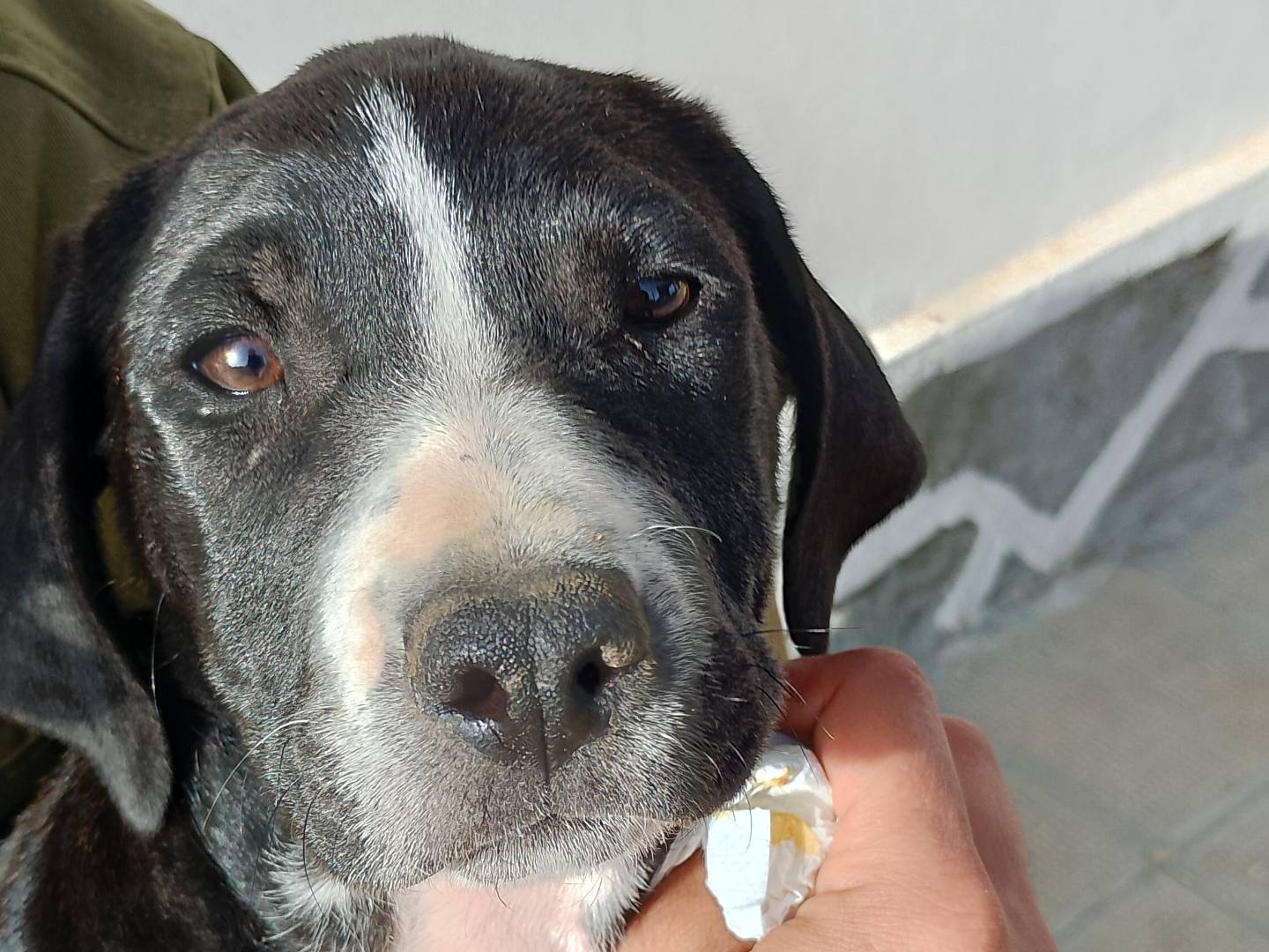 Vuoi adottare un cane a Siracusa?