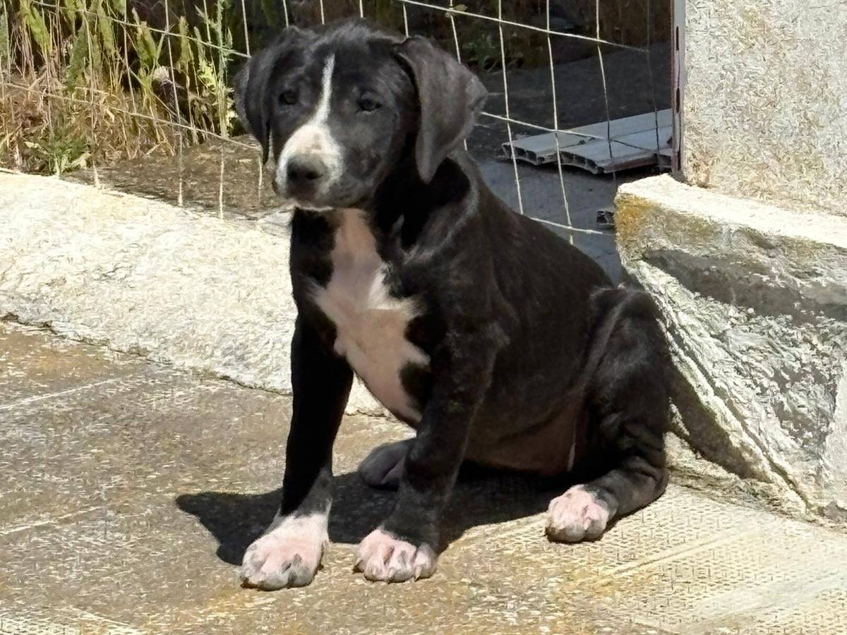 Adotta il cane Rita Levi a Siracusa