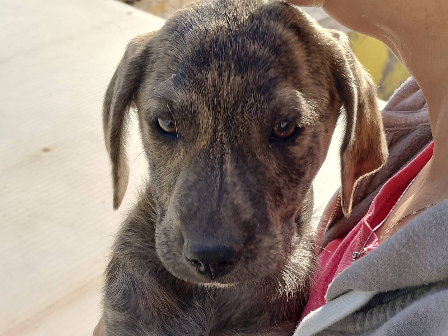 Adotta un cane, femmina, 3 mesi, Siracusa